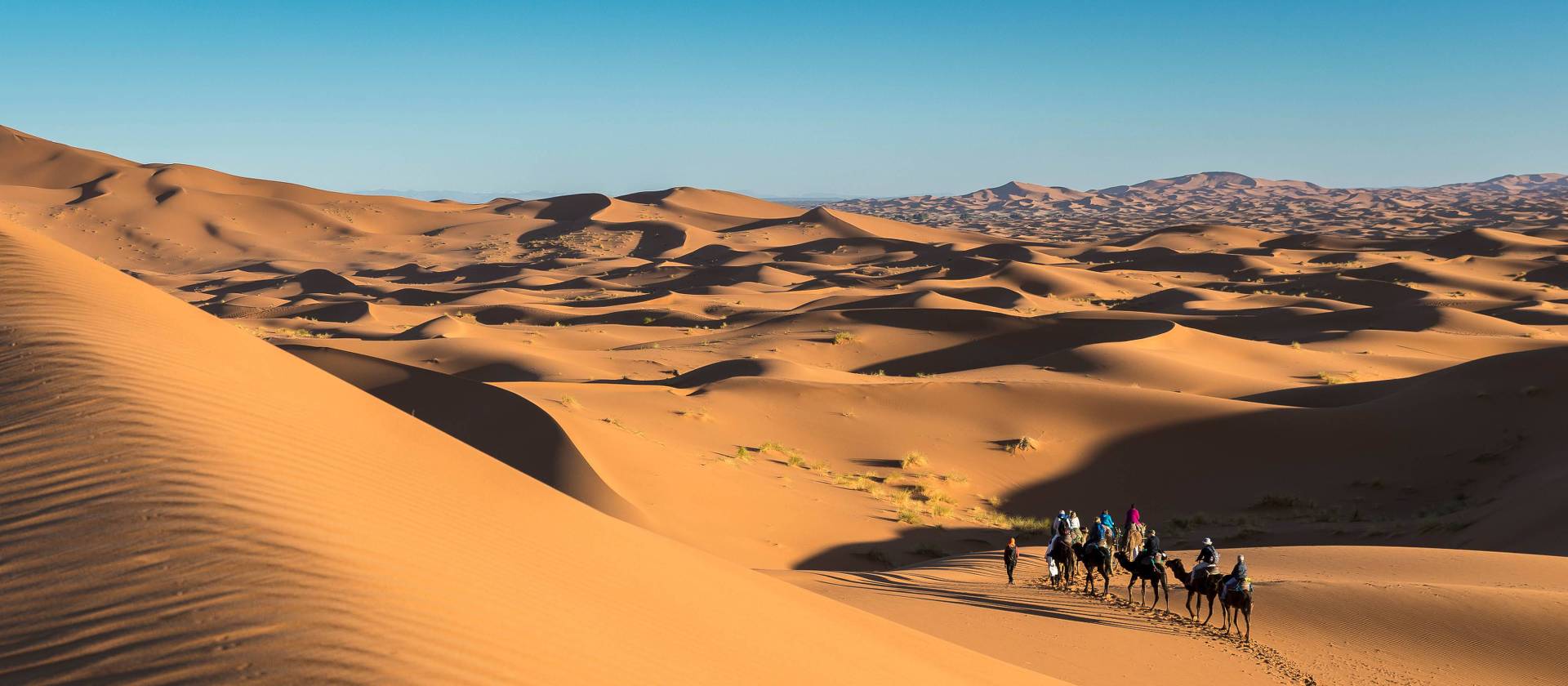 Camels walking across massive orange sand dunes in the Sahara